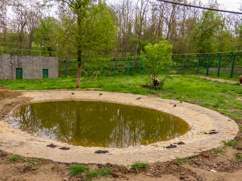 enclosure of brown bears