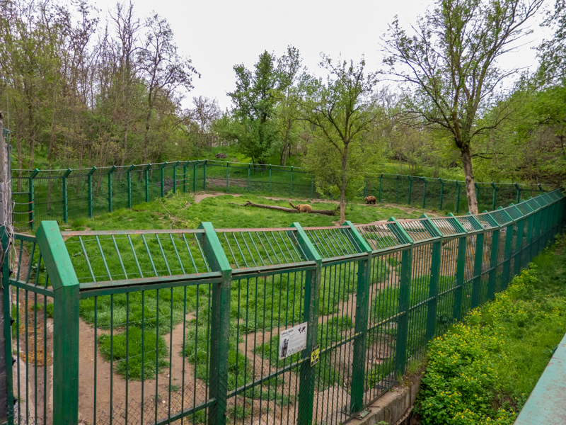 enclosure of brown bears