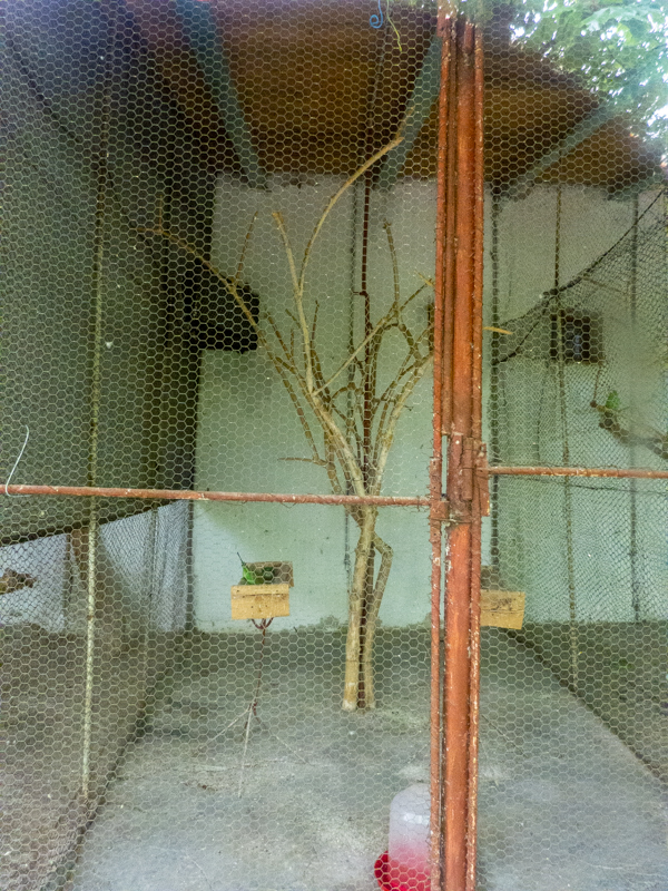 enclosure of budgerigars