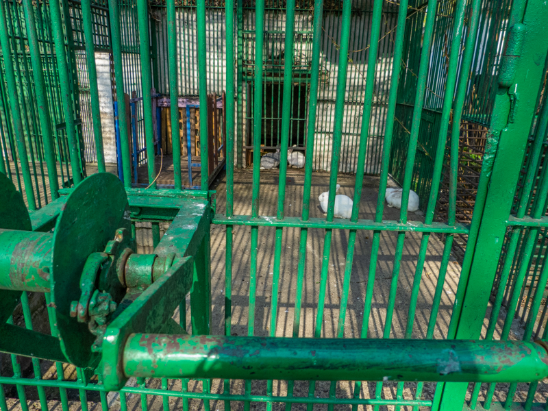 Enclosure of bunnies (former big cats)