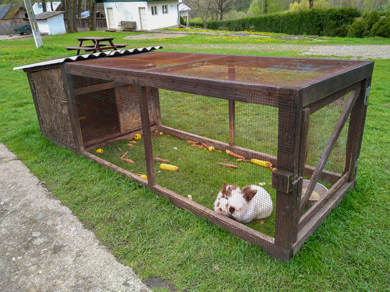 Enclosure of bunnies
