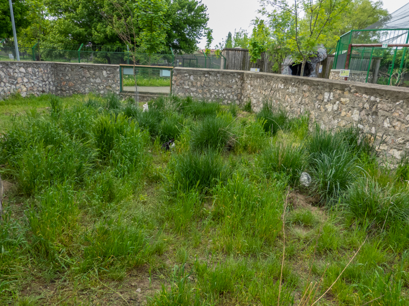 enclosure of bunnies