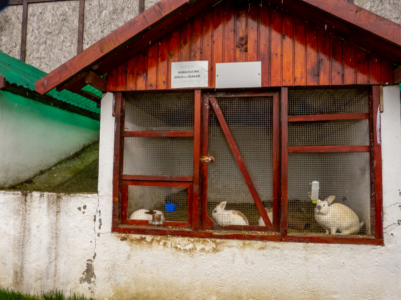 enclosure of bunnies