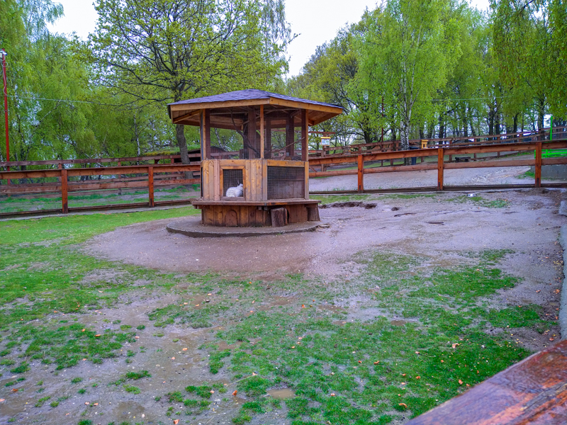 enclosure of bunnies