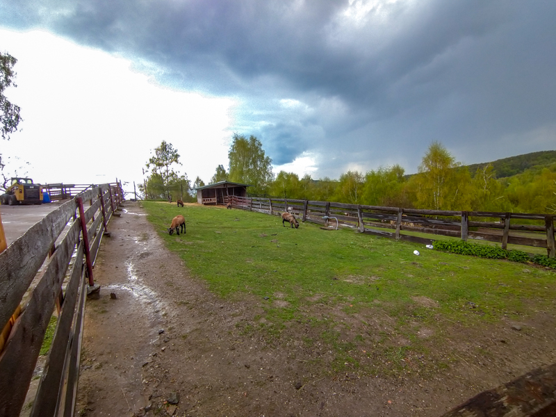 enclosure of cameroon sheep