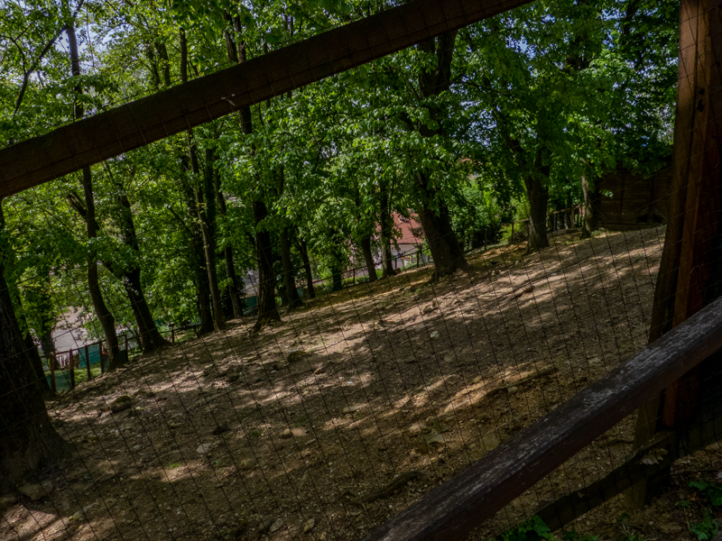enclosure of cameroon sheep
