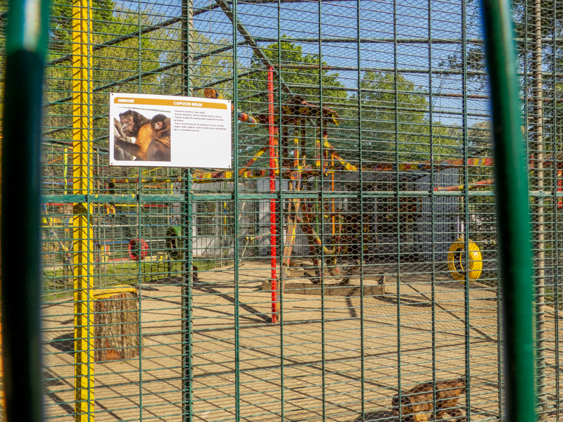 enclosure of capuchin monkey