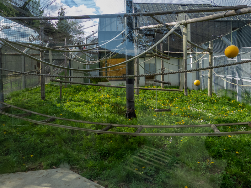 enclosure of capuchin monkeys