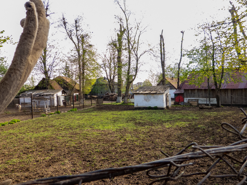 Enclosure of Carpathian Red Deer