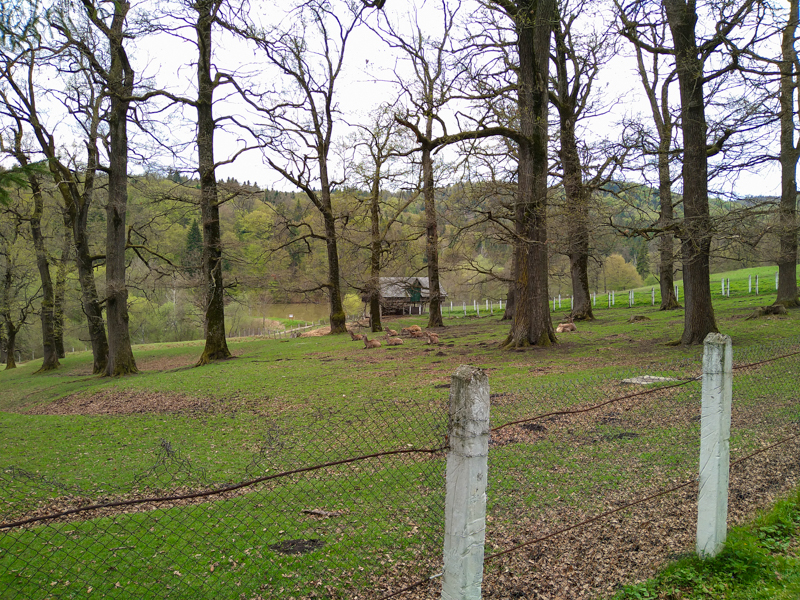 Enclosure of Carpathian red deer