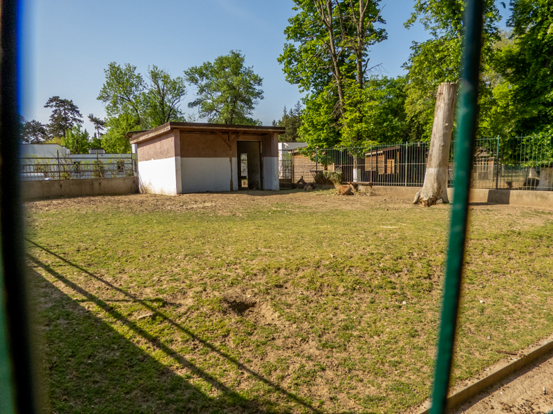enclosure of carpathian red deer