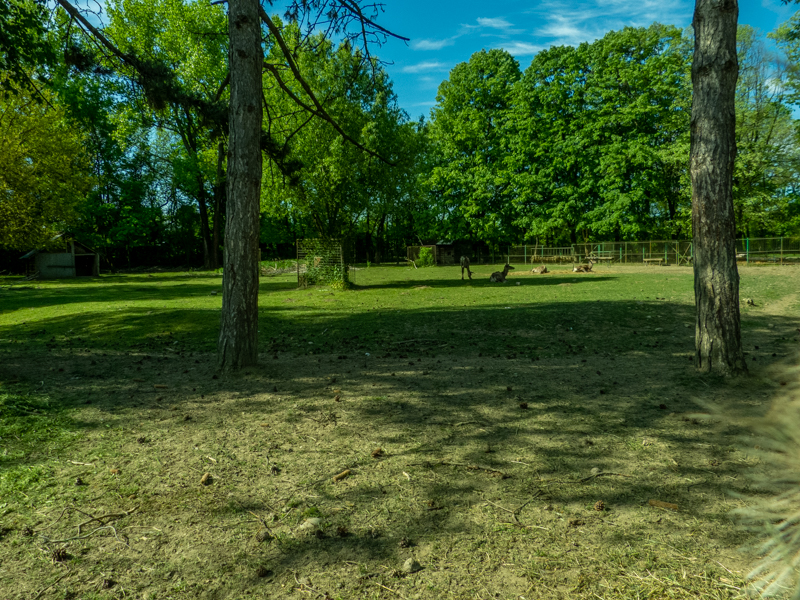 enclosure of carpathian red deer