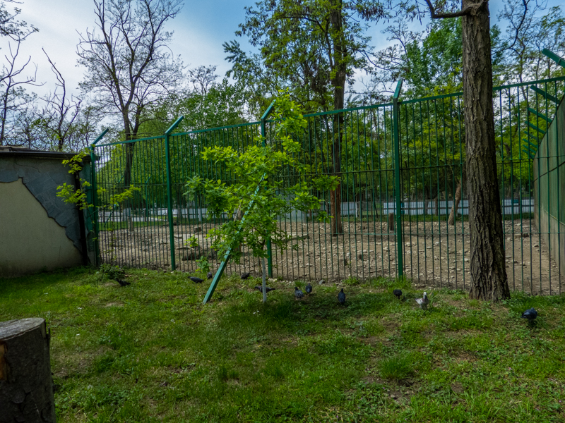enclosure of carpathian wild boar #2