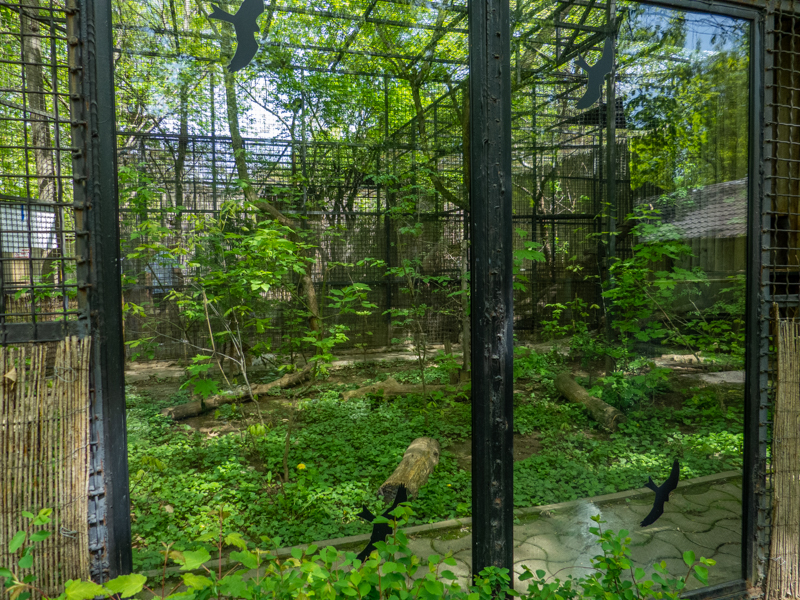 enclosure of caucasian lynx