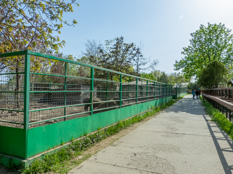enclosure of caucasian wild boar