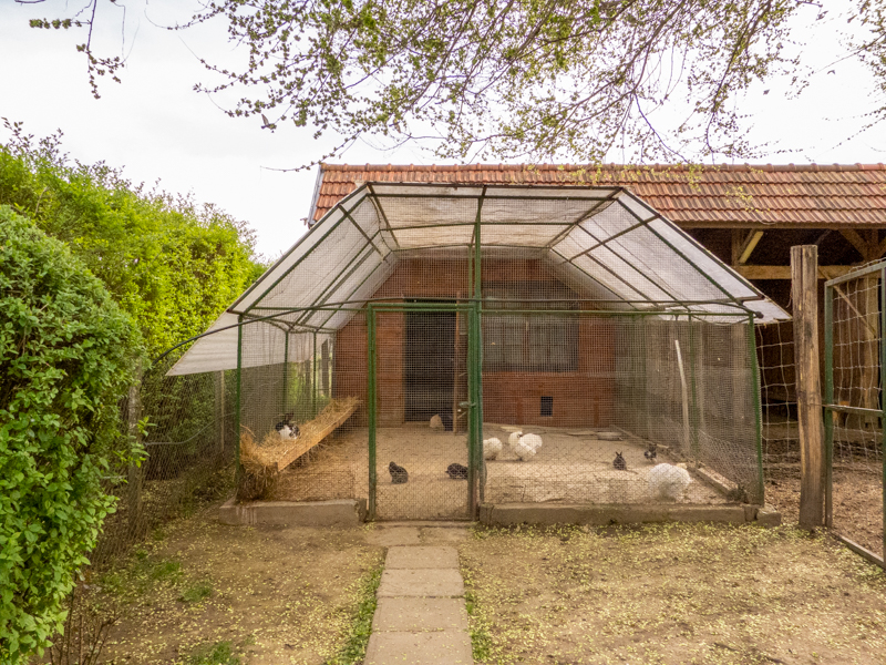 enclosure of chicken and bunnies