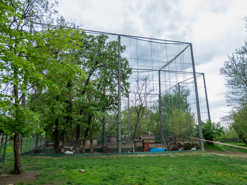 enclosure of chicken and doves