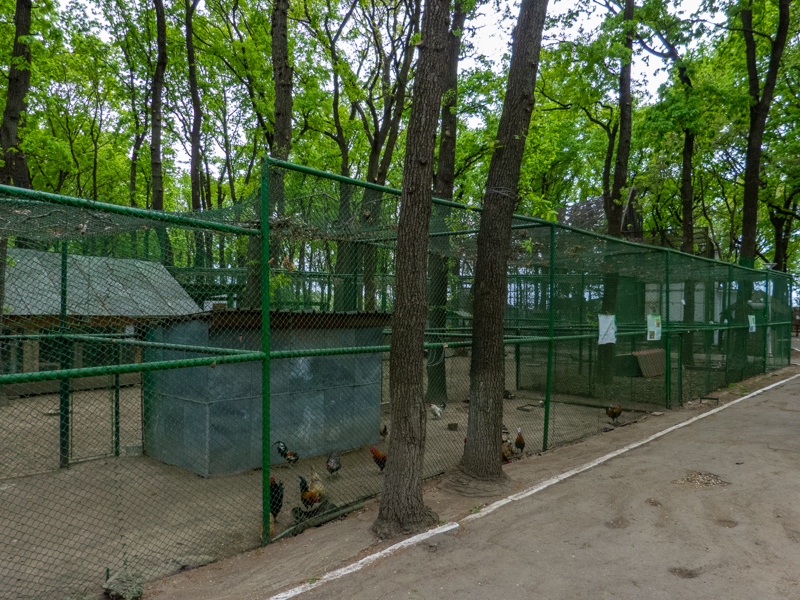 enclosure of chicken