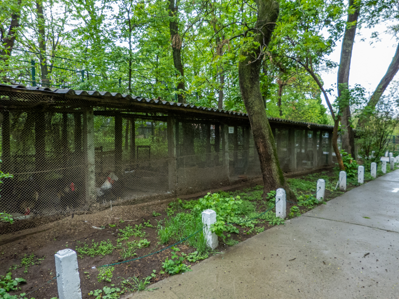 enclosure of chicken