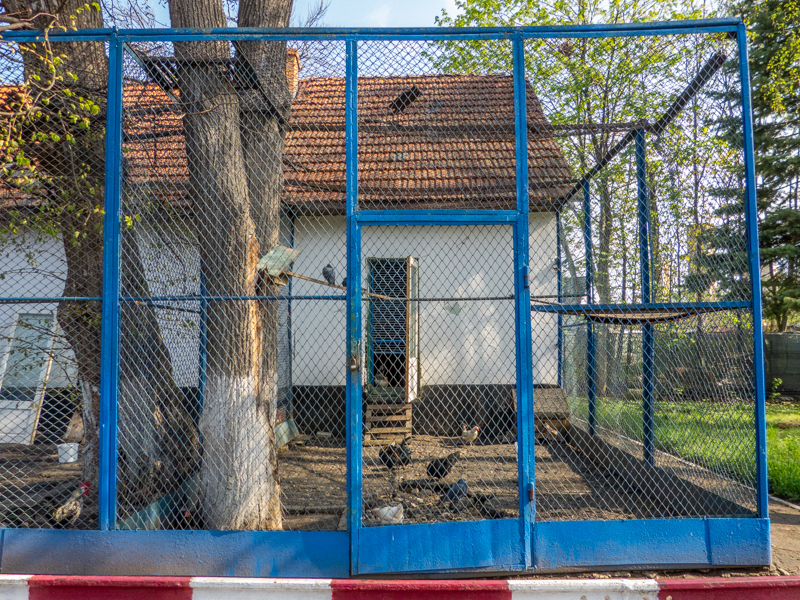 Enclosure of chicken