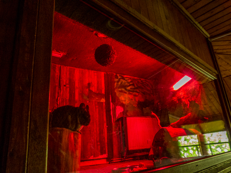 enclosure of chinchillas