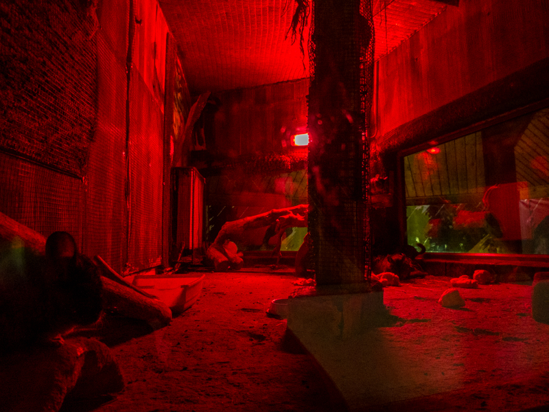 enclosure of chinchillas