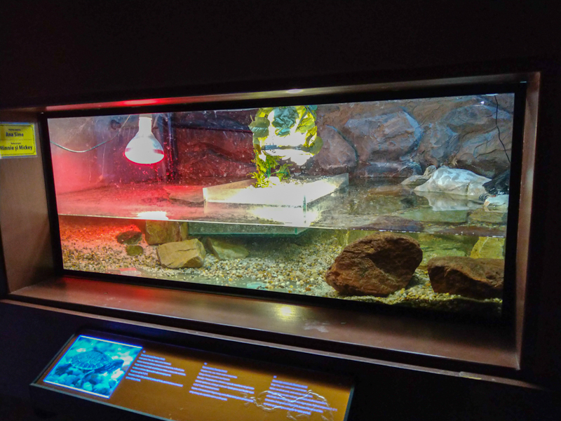enclosure of Chinese stripe-necked turtle
