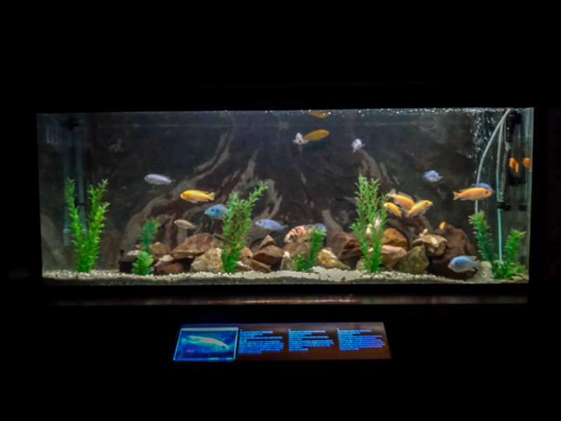 enclosure of cichlids