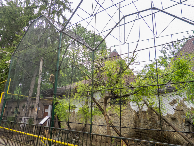 enclosure of coati #2