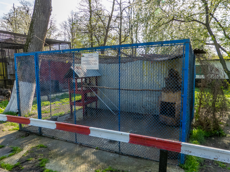 Enclosure of coatis