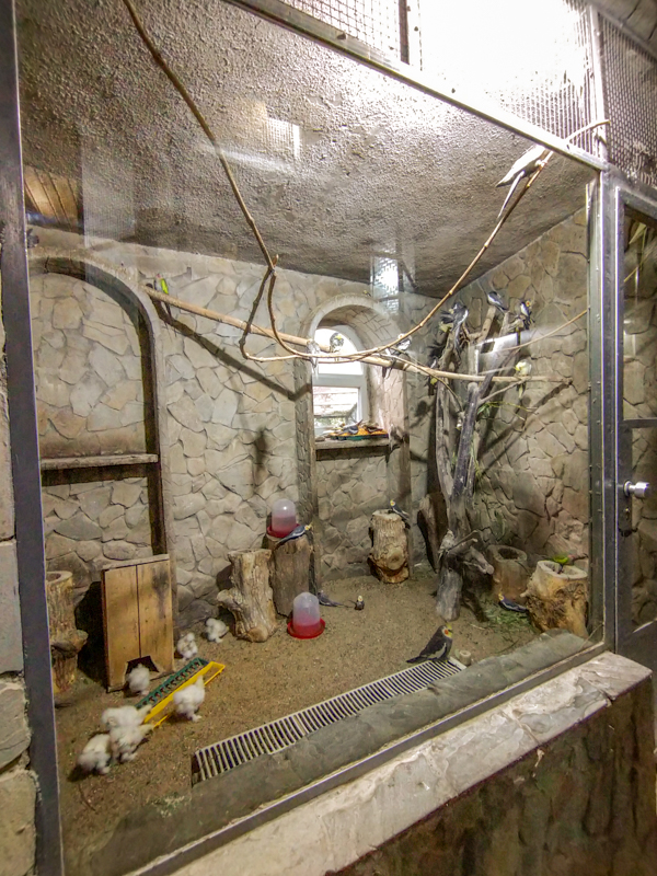enclosure of cockatiel
