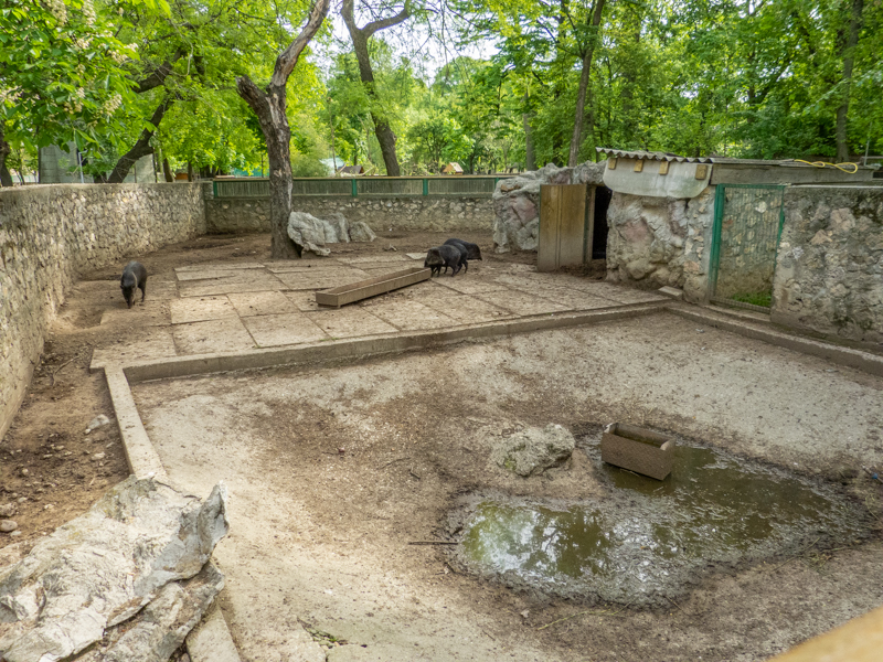 enclosure of collared pecary