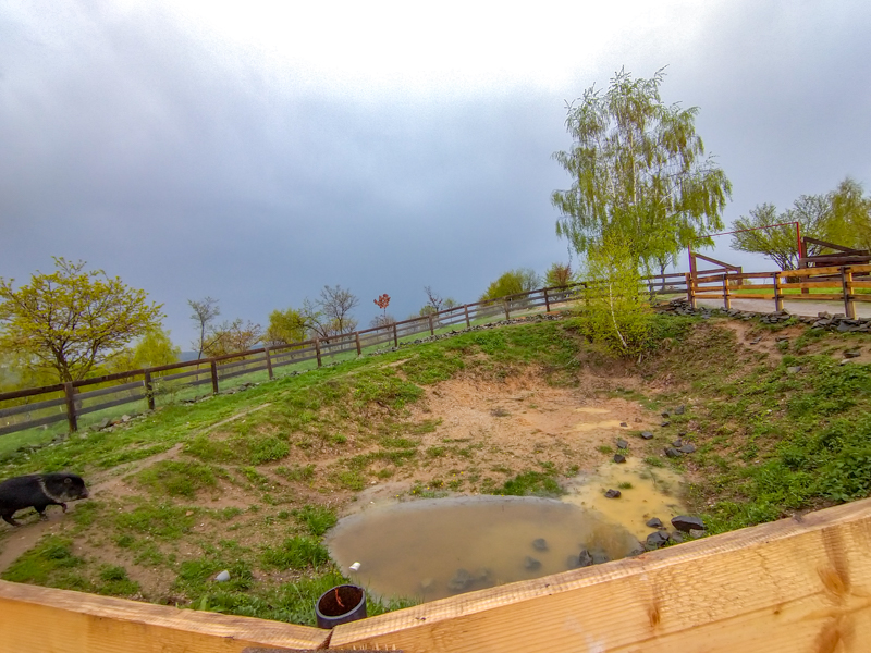enclosure of collared peccary
