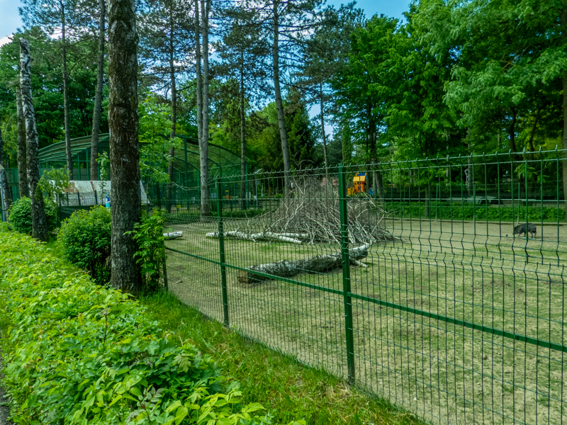 enclosure of collared peccary