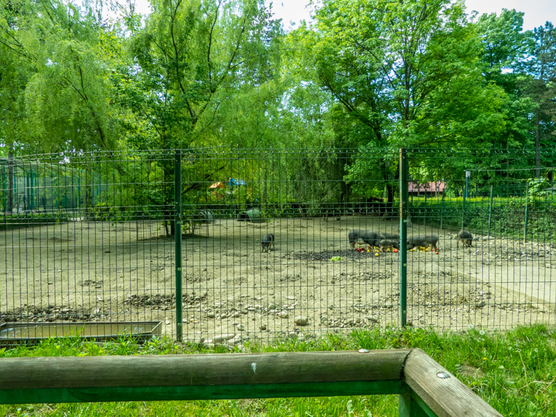 enclosure of collared peccary