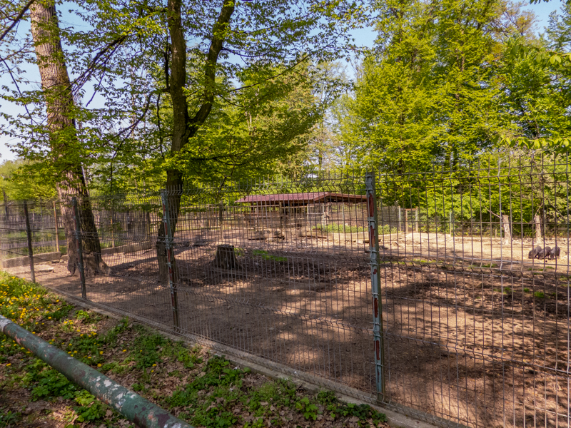 enclosure of collared peccary