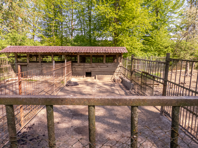 enclosure of collared peccary