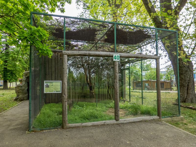 enclosure of common kestrel