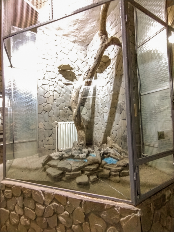 enclosure of common snapping turtle