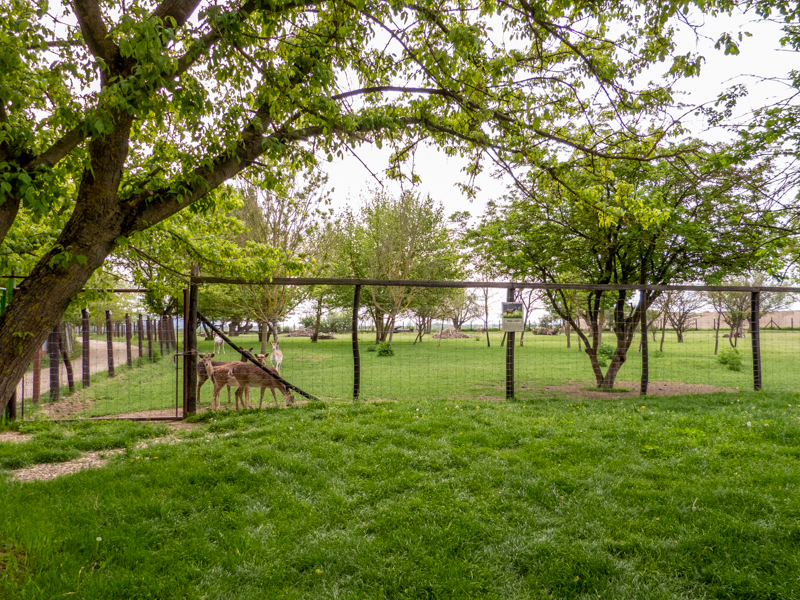enclosure of deers