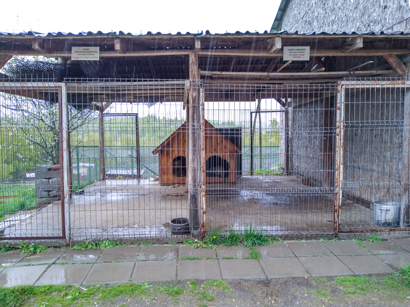 enclosure of dogs