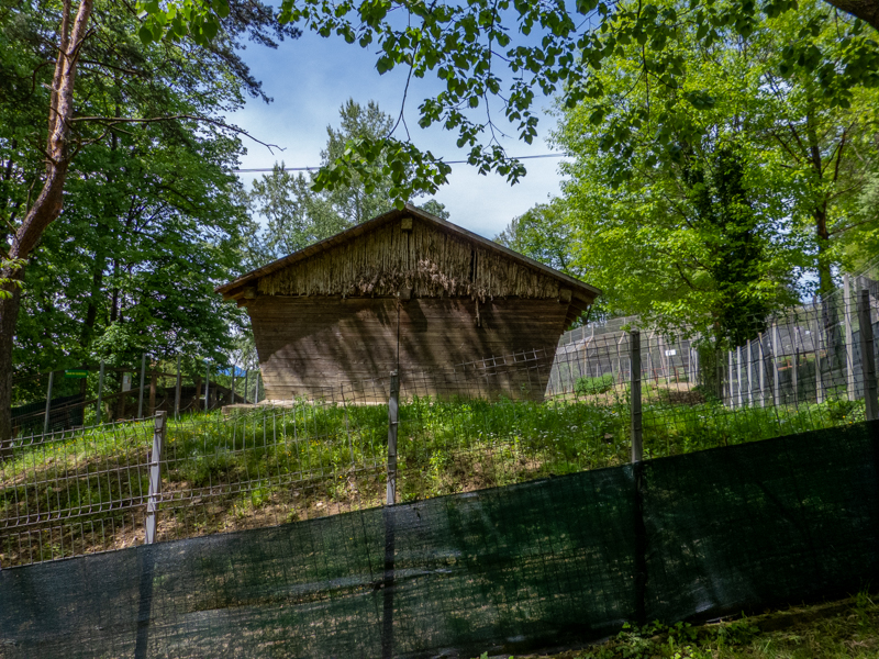 enclosure of domestic pigs