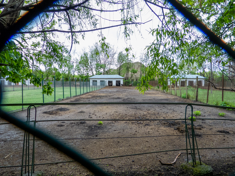 enclosure of donkeys and goats