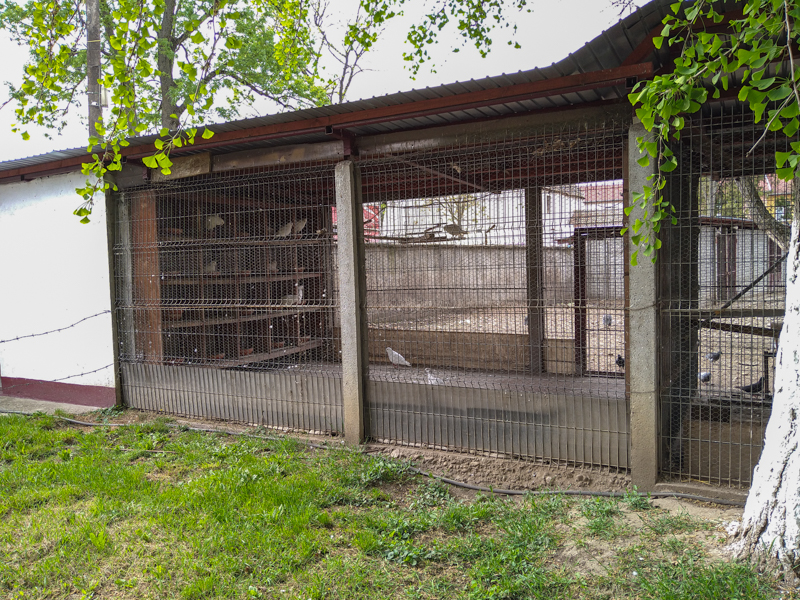 enclosure of doves and parrots