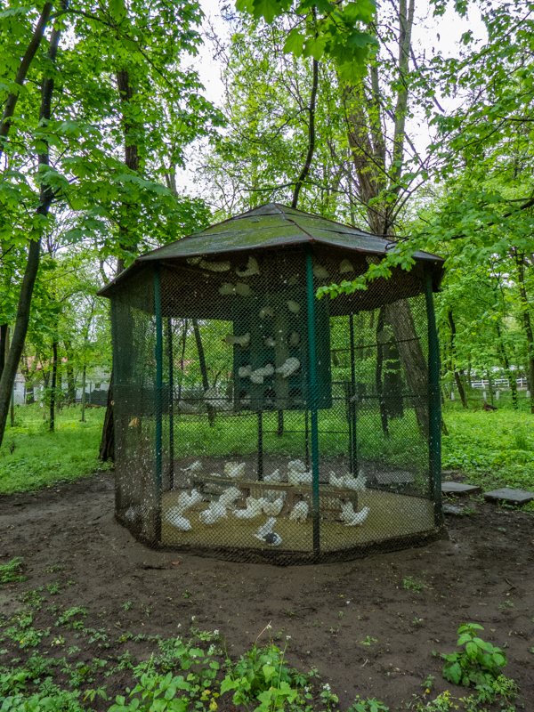 enclosure of doves