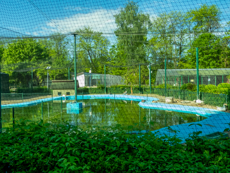 enclosure of ducks and goose
