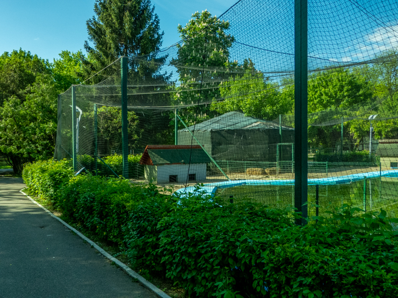 enclosure of ducks and goose