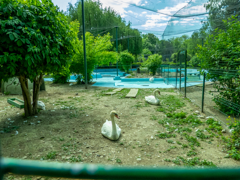 enclosure of ducks and goose
