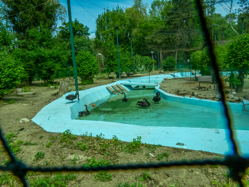 enclosure of ducks and goose