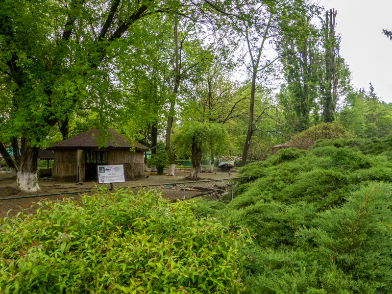 enclosure of ducks and goose